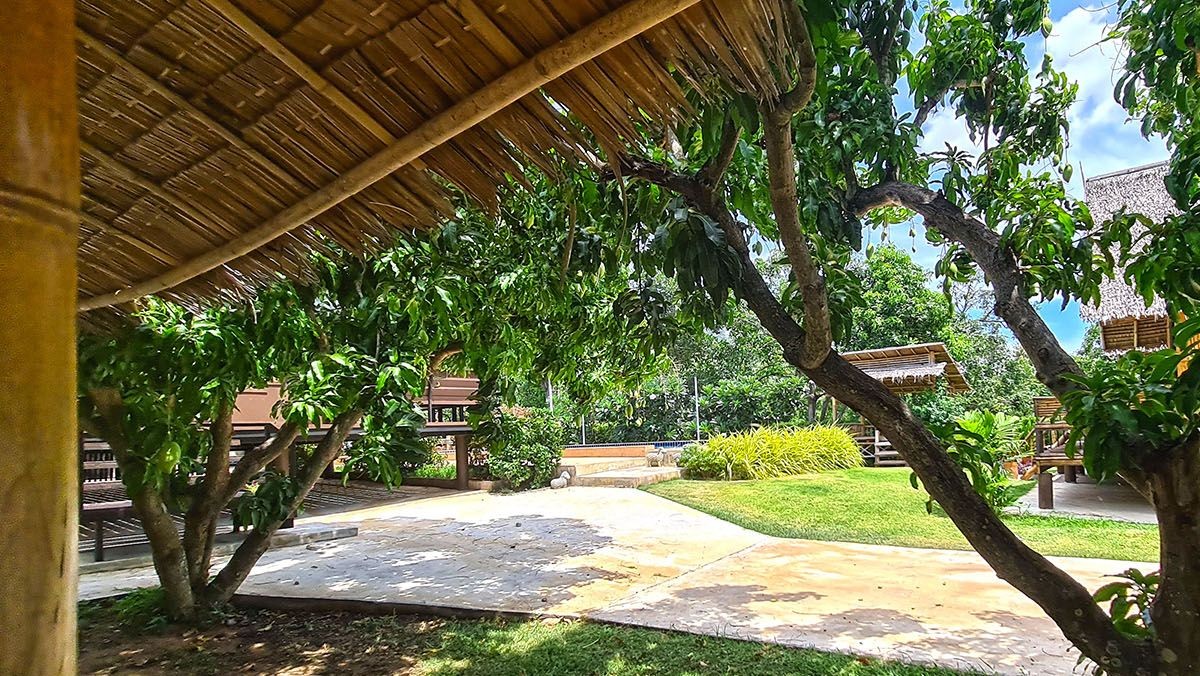 mango-resort-for-sale-sam-roi-yod-guesthous-trees