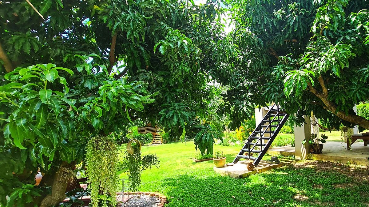 mango-resort-for-sale-sam-roi-yodmango-resort-for-sale-sam-roi-yod-garden6