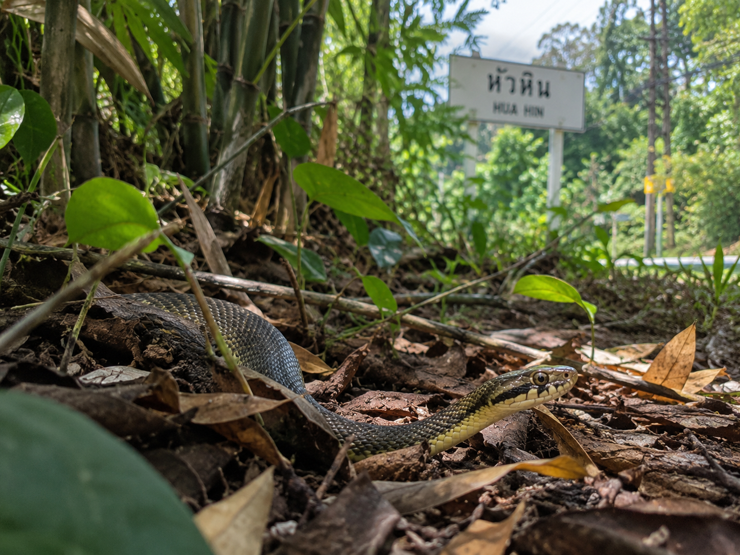 Serpent observé dans la végétation à Hua Hin